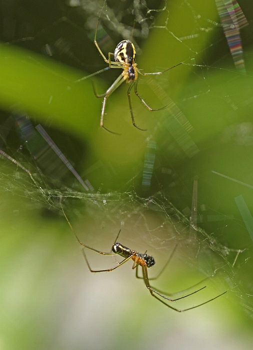 Neriene radiata / "Baldachinspinne" (Balz) / Familie: Baldachinspinnen - Linyphiidae / Ordnung: Webspinnen - Araneae