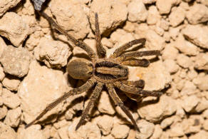 Alopecosa trabalis / Balken-Tarantel / Breitgebnderte Scheintarantel / Lycosidae - Wolfspinnen / Ordnung: Webspinnen - Araneae