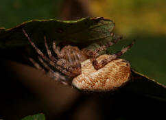 Araneus diadematus / Gartenkreuzspinne / Araneidae - Radnetzspinnen