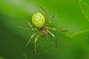 Araniella cf. cucurbitina / Kürbisspinne / Familie: Araneidae - Echte Radnetzspinnen / Ordnung: Webspinnen - Araneae
