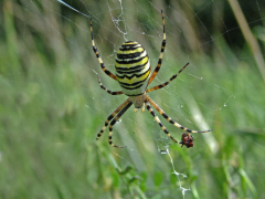 Argiope bruennichi / Wespenspinne / Araneidae - Echte Radnetzspinnen / Ordnung: Webspinnen - Araneae