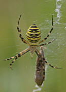 Argiope bruennichi / Wespenspinne / Araneidae - Echte Radnetzspinnen / Ordnung: Webspinnen - Araneae