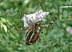 Argiope bruennichi / Wespenspinne / Araneidae - Echte Radnetzspinnen / Ordnung: Webspinnen - Araneae