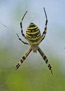 Argiope bruennichi / Wespenspinne / Araneidae - Echte Radnetzspinnen / Ordnung: Webspinnen - Araneae