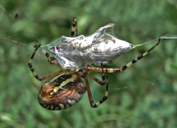 Argiope bruennichi / Wespenspinne / Araneidae - Echte Radnetzspinnen / Ordnung: Webspinnen - Araneae