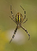 Argiope bruennichi / Wespenspinne / Araneidae - Echte Radnetzspinnen / Ordnung: Webspinnen - Araneae