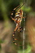 Argiope bruennichi / Wespenspinne / Araneidae - Echte Radnetzspinnen / Ordnung: Webspinnen - Araneae