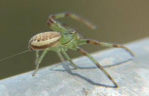 Diaea dorsata / Grne Krabbenspinne / Familie: Krabbenspinnen - Thomisidae / Ordnung: Webspinnen - Araneae