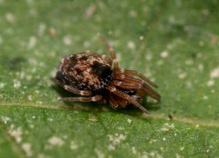 Dictyna uncinata / Gewöhnliche Heckenkräuselspinne / Webspinnen - Araneae - Dictynidae - Kräuselspinnen