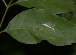 Dictyna uncinata in ihrem Netz / Ohne deutschen Namen / Webspinnen - Araneae - Dictynidae - Kruselspinnen