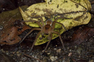 Dolomedes fimbriatus / Gerandete Jagdspinne / Pisauridae - Jagdspinnen / Ordnung: Webspinnen - Araneae