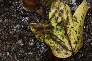 Dolomedes fimbriatus / Gerandete Jagdspinne / Pisauridae - Jagdspinnen / Ordnung: Webspinnen - Araneae