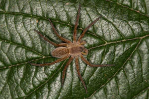 Dolomedes fimbriatus / Gerandete Jagdspinne / Pisauridae - Jagdspinnen / Ordnung: Webspinnen - Araneae