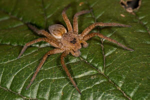 Dolomedes fimbriatus / Gerandete Jagdspinne / Pisauridae - Jagdspinnen / Ordnung: Webspinnen - Araneae