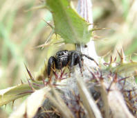 Evarcha arcuata / Schwarze Springspinne (Mnnchen) / Springspinnen - Salticidae