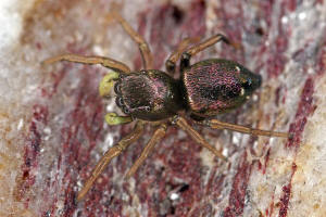 Heliophanus cupreus / "Kupfrige Sonnenspringspinne"