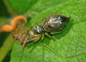 Heliophanus cupreus / "Kupfrige Sonnenspringspinne"