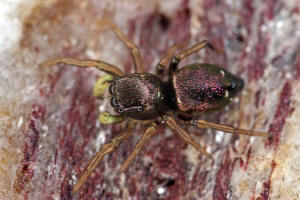 Heliophanus cupreus / "Kupfrige Sonnenspringspinne"