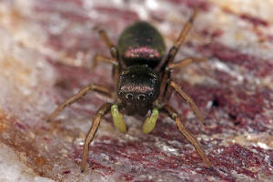 Heliophanus cupreus / "Kupfrige Sonnenspringspinne"