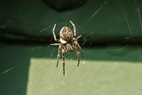 Larinioides sclopetarius / Brücken-Kreuzspinne / Familie: Araneidae - Echte Radnetzspinnen / Ordnung: Webspinnen - Araneae
