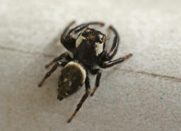 Macaroeris nidicolens / Ohne deutschen Namen / Springspinnen - Salticidae / Ordnung: Webspinnen - Araneae