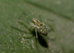 Nigma walckenaeri / Grne Kruselspinne (Weibchen) / Kruselspinnen - Dictynidae / Ordnung: Webspinnen - Araneae