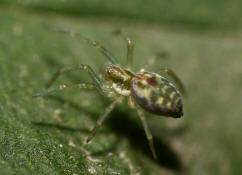 Nigma walckenaeri / Grne Kruselspinne (Weibchen) / Kruselspinnen - Dictynidae / Ordnung: Webspinnen - Araneae