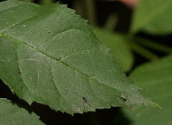 Nigma walckenaeri / Grüne Kräuselspinne (Weibchen) / Kräuselspinnen - Dictynidae / Ordnung: Webspinnen - Araneae