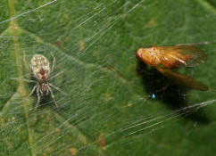 Nigma walckenaeri / Grne Kruselspinne (Weibchen) / Kruselspinnen - Dictynidae / Ordnung: Webspinnen - Araneae