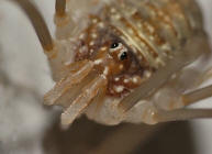 Opilio canestrinii / Weberknecht / Echte Weberknechte - Phalangiidae / Ordnung: Weberknechte - Opiliones