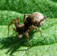 Pardosa cf. amentata / Dunkle Wolfspinne / Familie: Wolfspinnen - Lycosidae / Ordnung: Webspinnen - Araneae