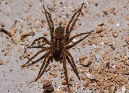 Pardosa cf. amentata / Dunkle Wolfspinne / Familie: Wolfspinnen - Lycosidae / Ordnung: Webspinnen - Araneae