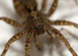 Pardosa cf. amentata / Dunkle Wolfspinne / Familie: Wolfspinnen - Lycosidae / Ordnung: Webspinnen - Araneae