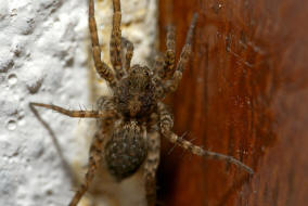 Pardosa cf. amentata / Dunkle Wolfspinne / Familie: Wolfspinnen - Lycosidae / Ordnung: Webspinnen - Araneae