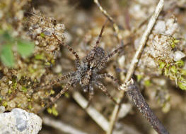 Pardosa cf. hortensis / Garten-Wolfspinne / Familie: Wolfspinnen - Lycosidae / Ordnung: Webspinnen - Araneae