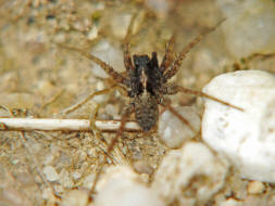 Pardosa cf. hortensis / Garten-Wolfspinne / Familie: Wolfspinnen - Lycosidae / Ordnung: Webspinnen - Araneae