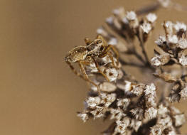 Pardosa cf. monticola / Wolfspinne / Familie: Wolfspinnen - Lycosidae / Ordnung: Webspinnen - Araneae