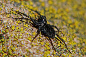 Pardosa prativaga / Umherstreifende Wolfspinne / Familie: Wolfspinnen - Lycosidae / Ordnung: Webspinnen - Araneae