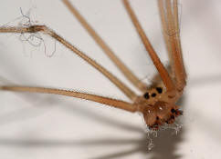 Pholcus phalangioides / Große Zitterspinne (Männchen) / Webspinnen - Araneae - Zitterspinnen - Pholcidae