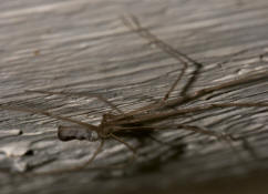Pholcus phalangioides / Große Zitterspinne / Webspinnen - Araneae - Zitterspinnen - Pholcidae