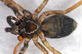 Phrurolithus festivus (Unterseite) / Ohne deutschen Namen / Ameisensackspinnen - Phrurolithidae (ehemals zu Feldspinnen - Linocranidae) / Ordnung: Webspinnen - Araneae