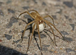 Pisaura mirabilis / Listspinne / Webspinnen - Araneae - Pisauridae - Raubspinnen