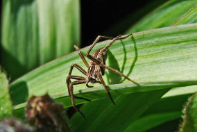 Pisaura mirabilis / Listspinne / Webspinnen - Araneae - Pisauridae - Raubspinnen