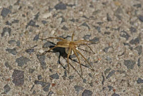 Pisaura mirabilis / Listspinne / Webspinnen - Araneae - Pisauridae - Raubspinnen