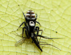 Salticus scenicus / Zebra-Springspinne / Familie: Salticidae - Springspinnen / Ordnung: Webspinnen - Araneae