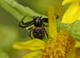 Synaema globosum / Sdliche Glanz-Krabbenspinne / Familie: Krabbenspinnen - Thomisidae / Ordnung: Webspinnen - Araneae