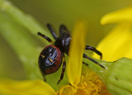 Synaema globosum / Sdliche Glanz-Krabbenspinne / Familie: Krabbenspinnen - Thomisidae / Ordnung: Webspinnen - Araneae