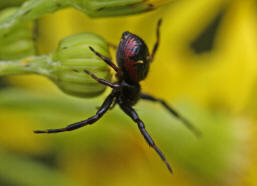 Synaema globosum / Sdliche Glanz-Krabbenspinne / Familie: Krabbenspinnen - Thomisidae / Ordnung: Webspinnen - Araneae