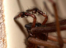 Eratigena atrica (syn. Tegenaria atrica) / Große Winkelspinne / Hausspinne (Pedipalpen) / Trichterspinnen - Agelenidae