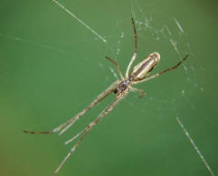Tetragnatha montana / Wellenbindige Streckerspinne / Bergstreckerspinne / Familie: Dickkieferspinnen - Tetragnathidae / Ordnung: Webspinnen - Araneae